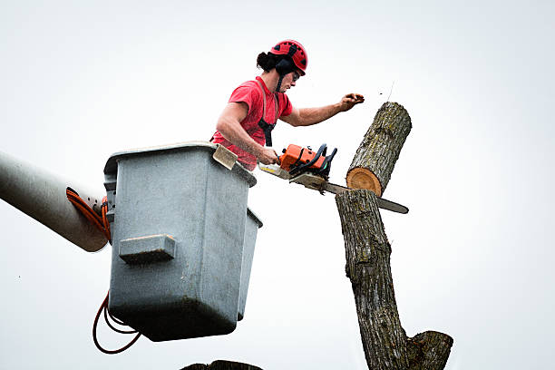 Trusted Clarkdale, AZ Tree Services Experts